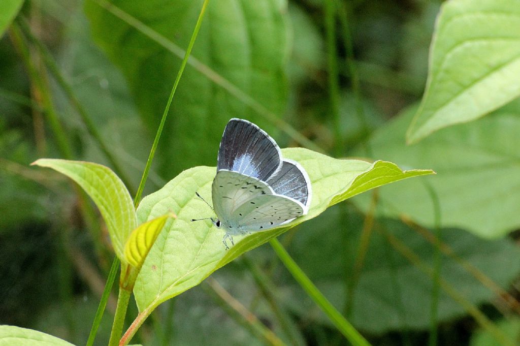 Celastrina argiolus? - S